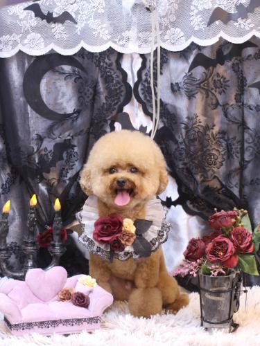 20231021ピノくん